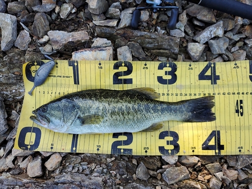 ブラックバスの釣果