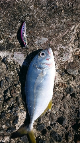 ロウニンアジの釣果