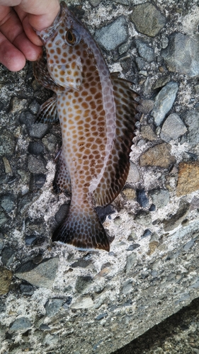 オオモンハタの釣果