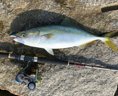 ヤズの釣果