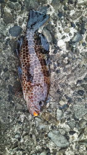 オオモンハタの釣果