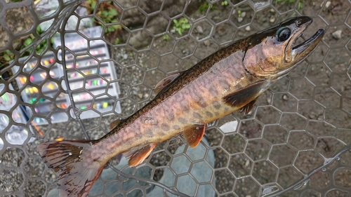 カワサバの釣果