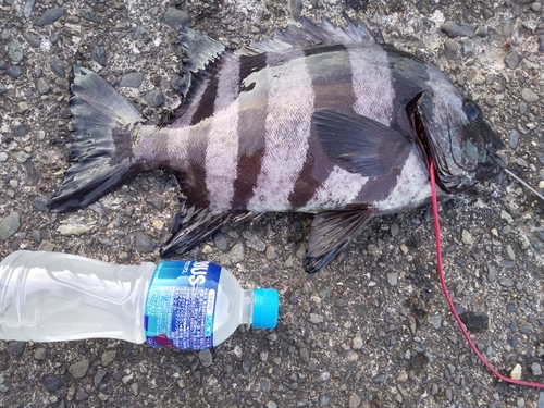 イシダイの釣果