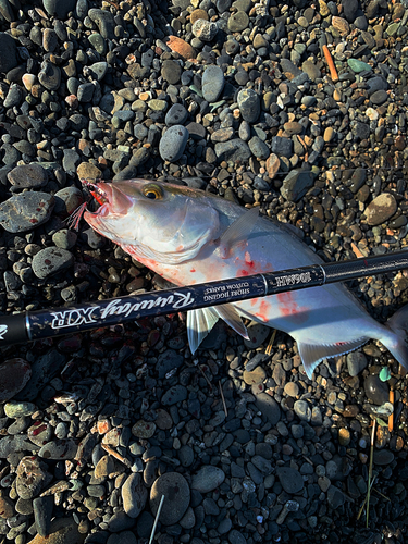 ショゴの釣果