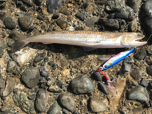 マエソの釣果