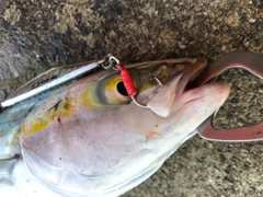 ツバスの釣果