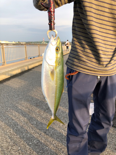 イナダの釣果