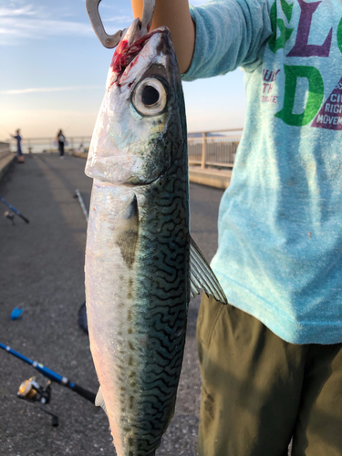 サバの釣果