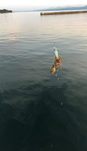 タコの釣果