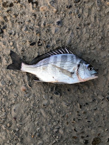 クロダイの釣果