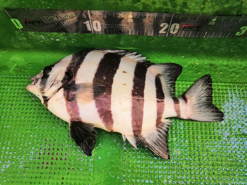 イシダイの釣果