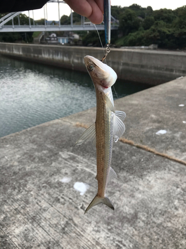 エソの釣果