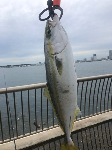 イナダの釣果