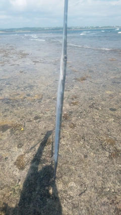 アオヤガラの釣果