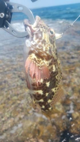 イソゴンベの釣果