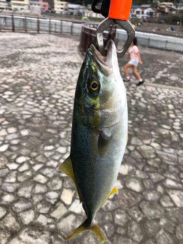 ワカシの釣果