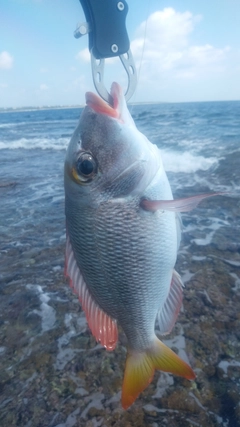 フエフキダイの釣果