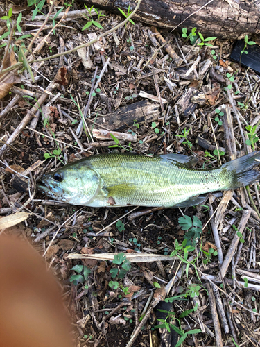 ブラックバスの釣果