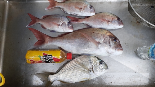 マダイの釣果