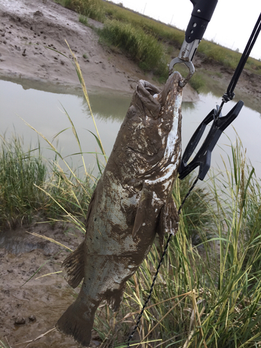 スズキの釣果