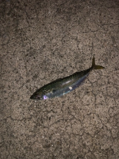 サバの釣果