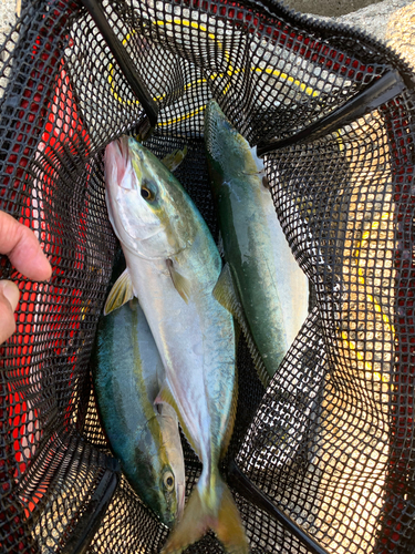 ツバスの釣果