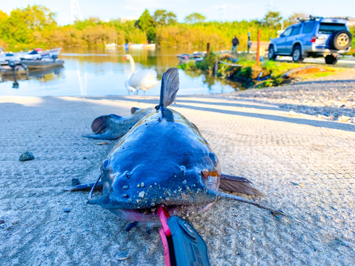 アメリカナマズの釣果