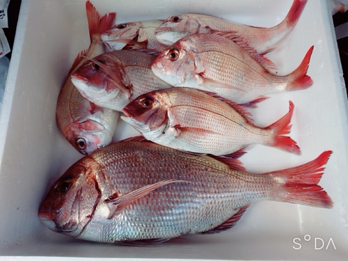 マダイの釣果