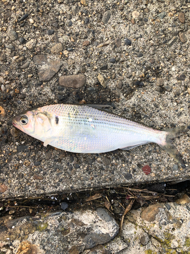 コノシロの釣果