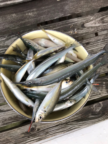 アジの釣果