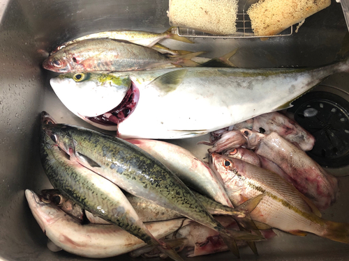 ハマチの釣果