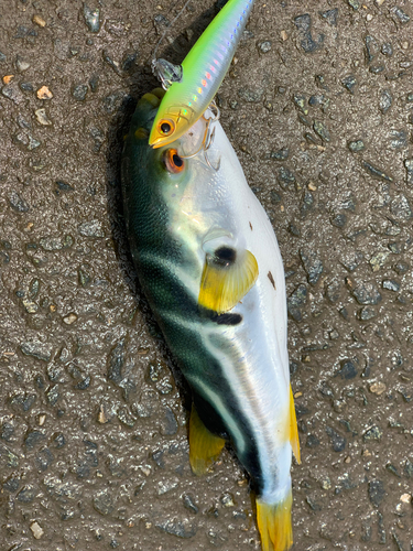 フグの釣果