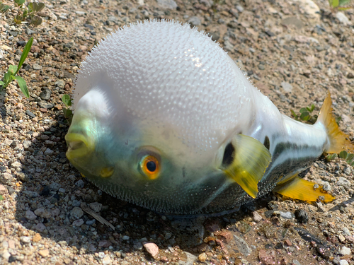 フグの釣果