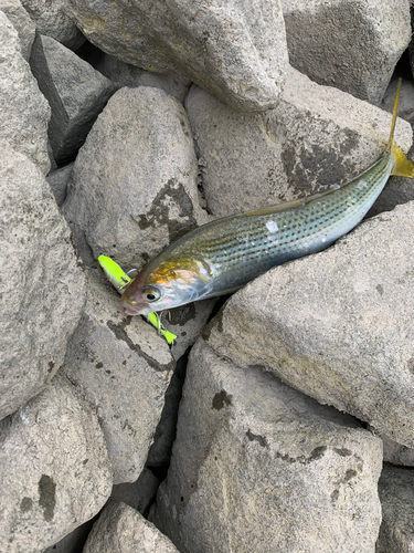 コノシロの釣果