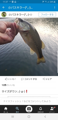 ブラックバスの釣果