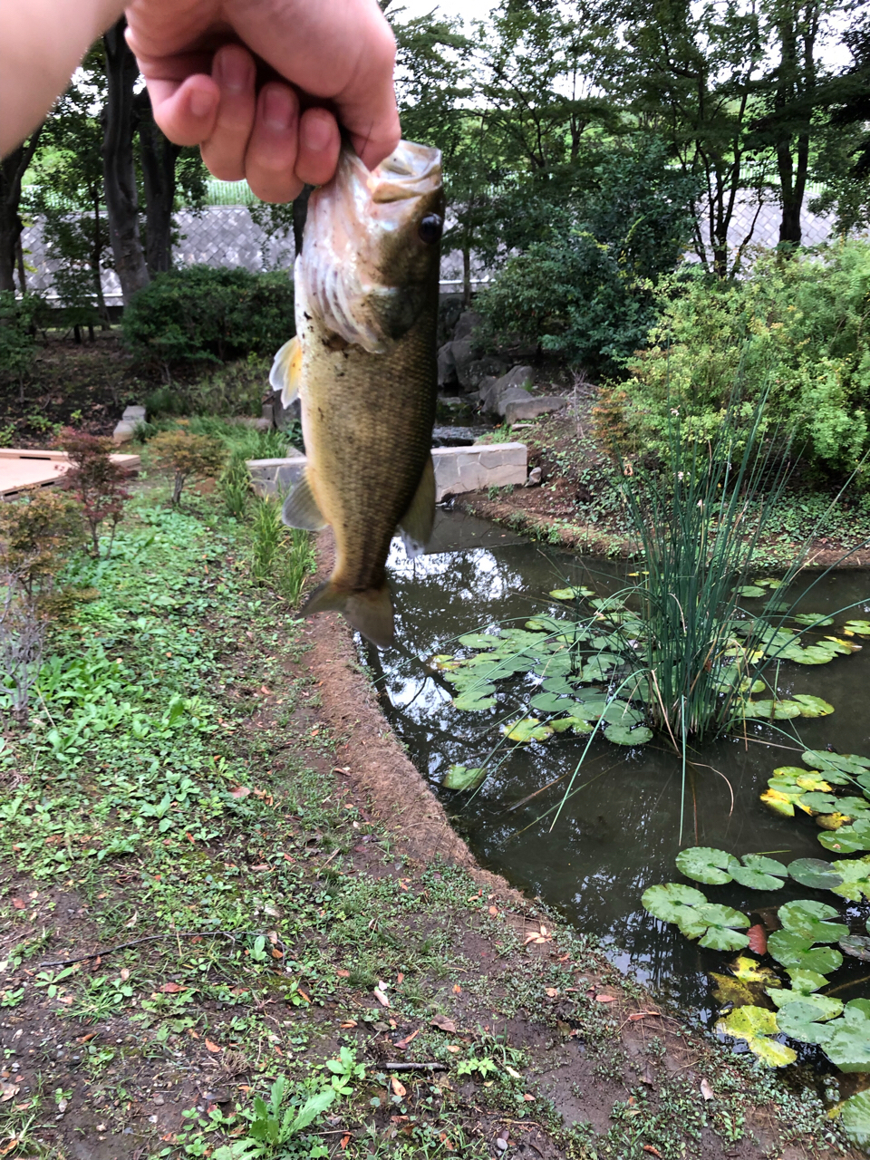 ブラックバス