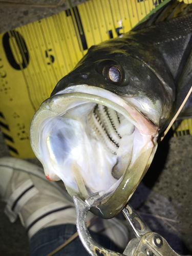 シーバスの釣果