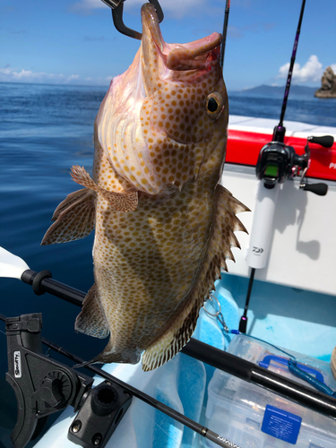 オオモンハタの釣果