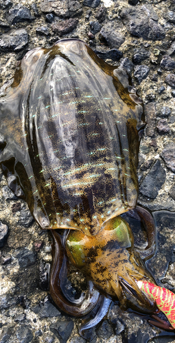 アオリイカの釣果