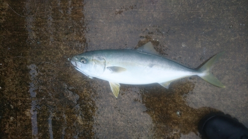 イナダの釣果