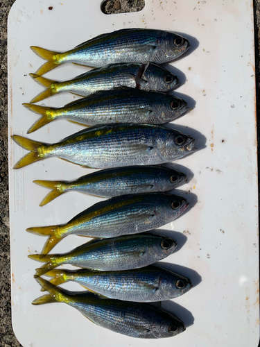 タカベの釣果