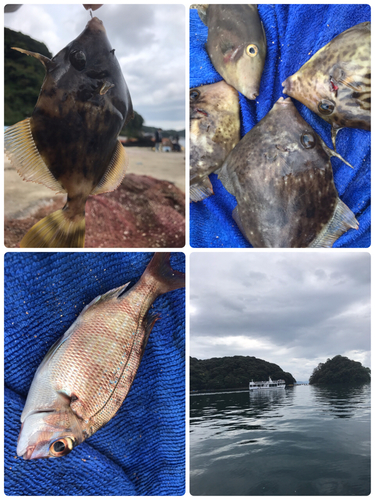 カワハギの釣果