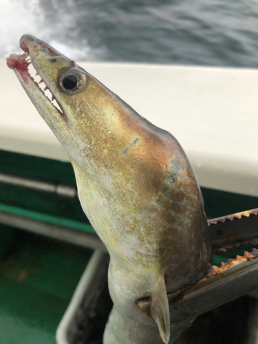 ハモの釣果