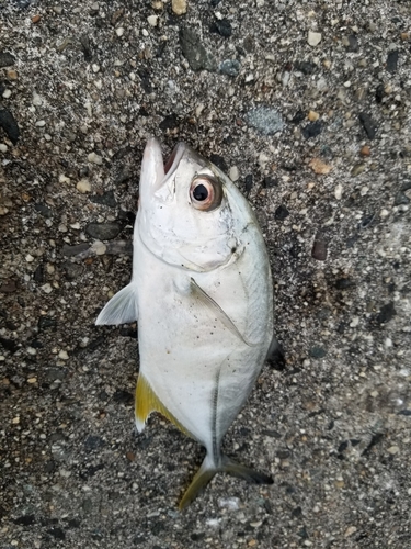 メッキの釣果