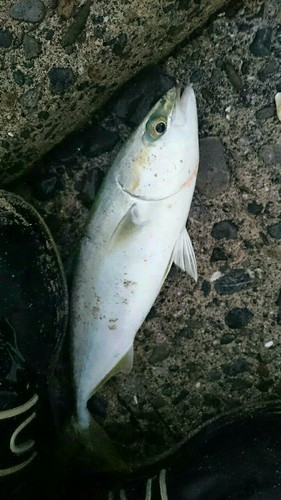 ツバスの釣果