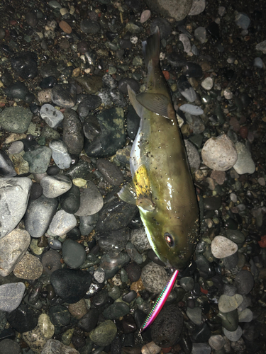 シロサバフグの釣果