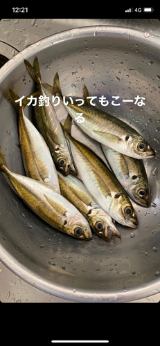 アジの釣果