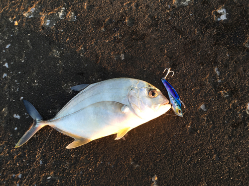 メッキの釣果