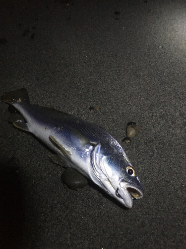 ニベの釣果