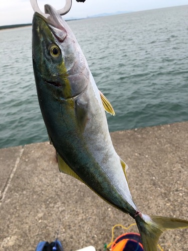 イナダの釣果